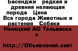 Басенджи - редкая и древняя нелающая порода › Цена ­ 50 000 - Все города Животные и растения » Собаки   . Ненецкий АО,Тельвиска с.